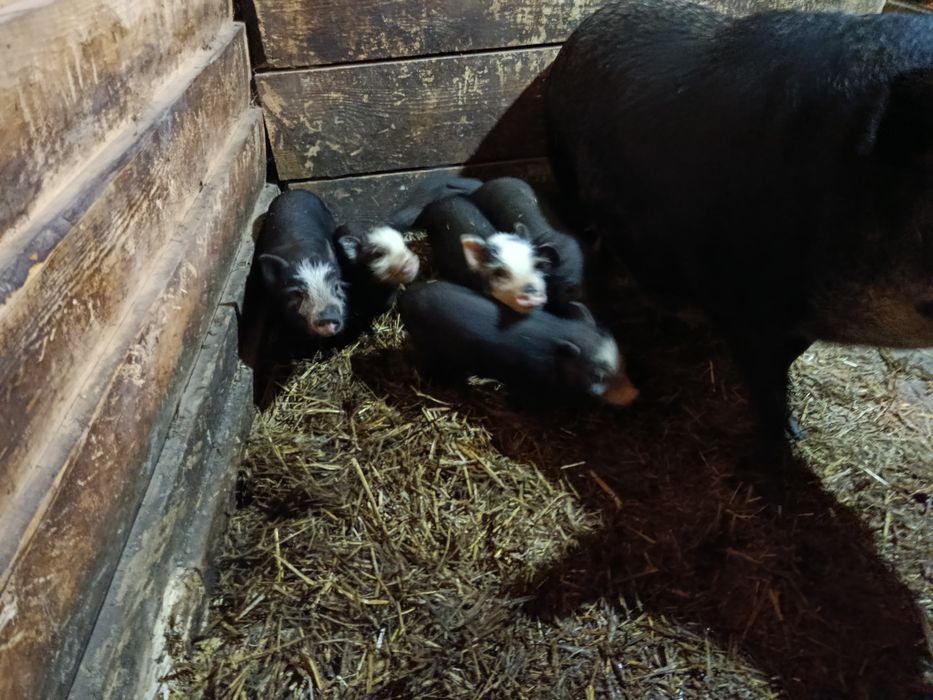 Świnki wietnamskie/swiniodzik młode z matką lub bez