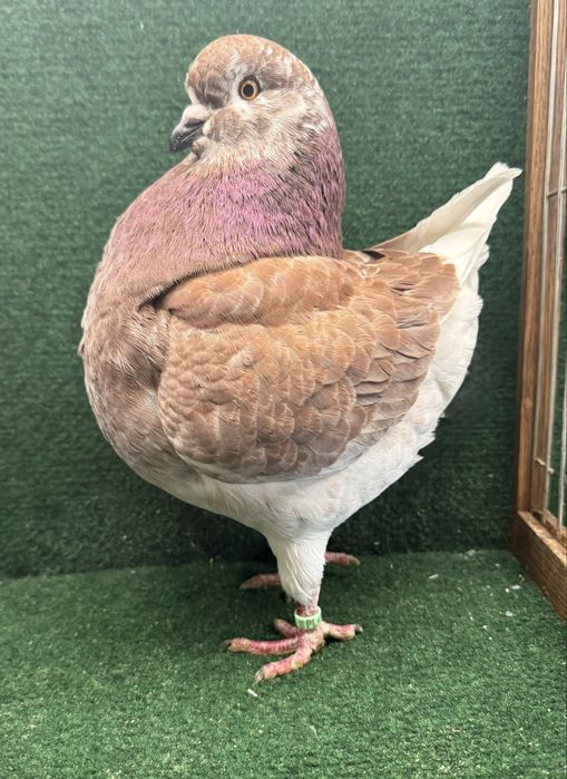 Sprzedam Gołębie Kingi widoczne na zdjeciach