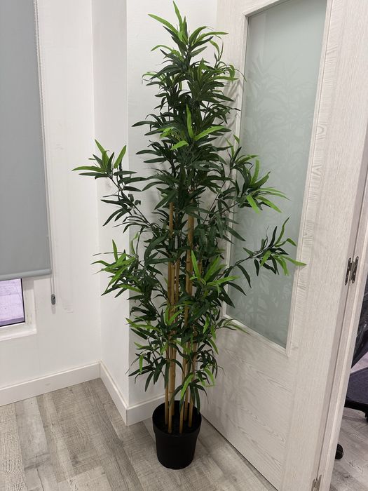 4 plantas ikea 1,50mt