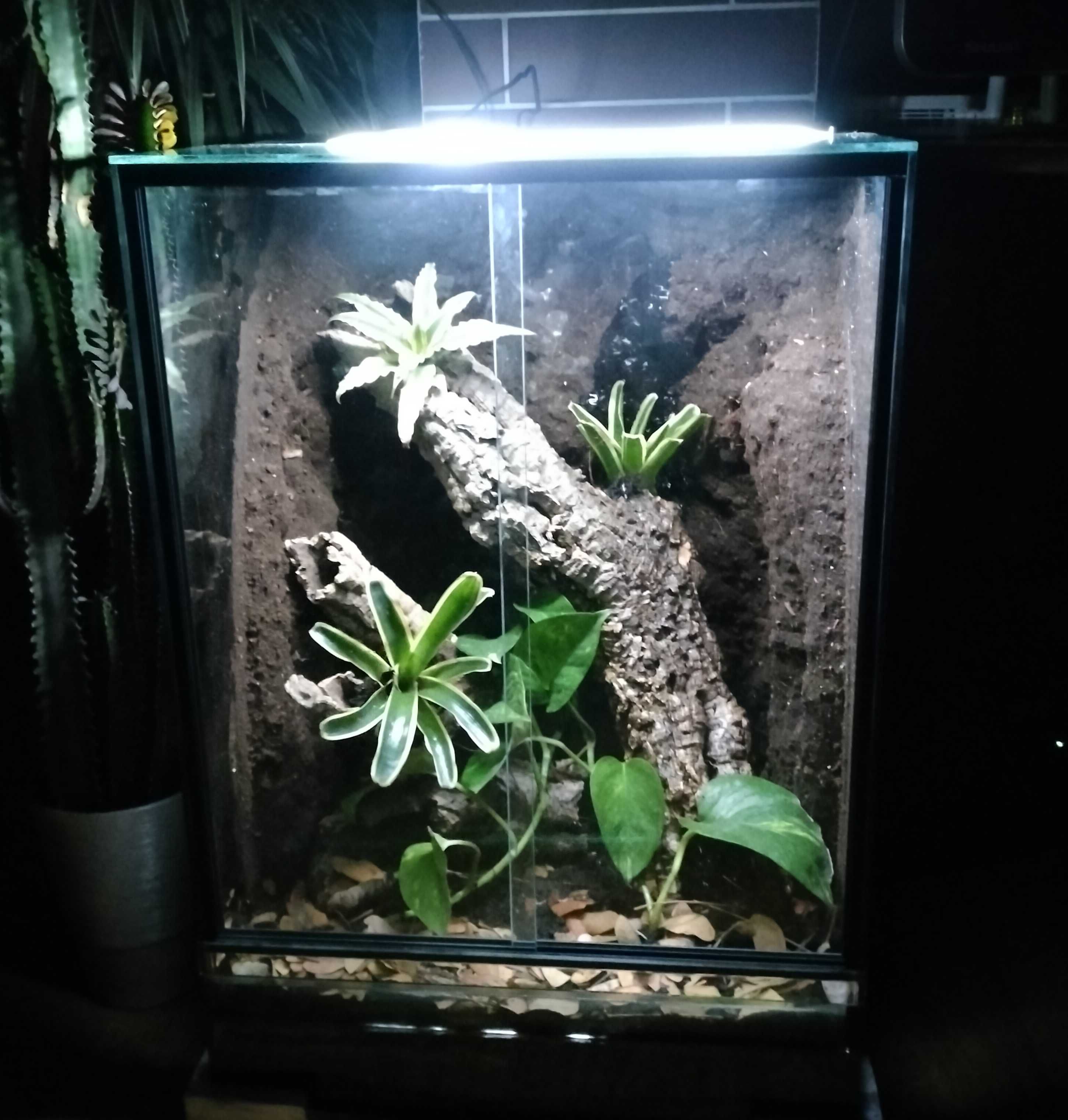 Terrarium tropikalne 40cmx40cmx60cm