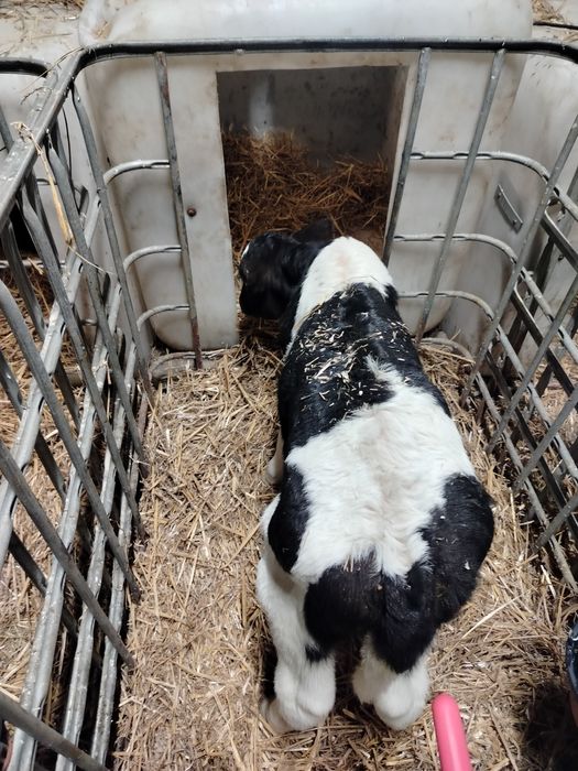 Sprzedam Cielaki Byczki ncb