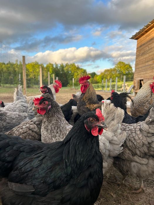 Jajka wiejskie bez paszy