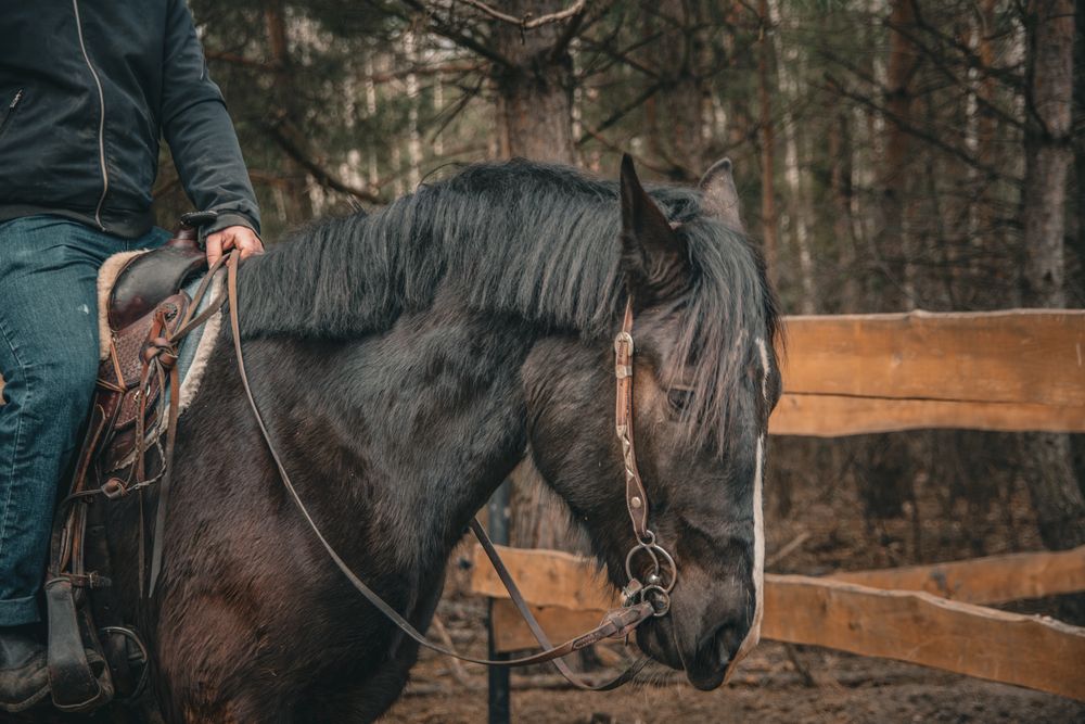 Przepiękny wałach śląski 3 letni