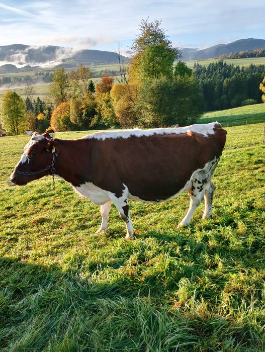 Sprzedam 4 krowy cielne