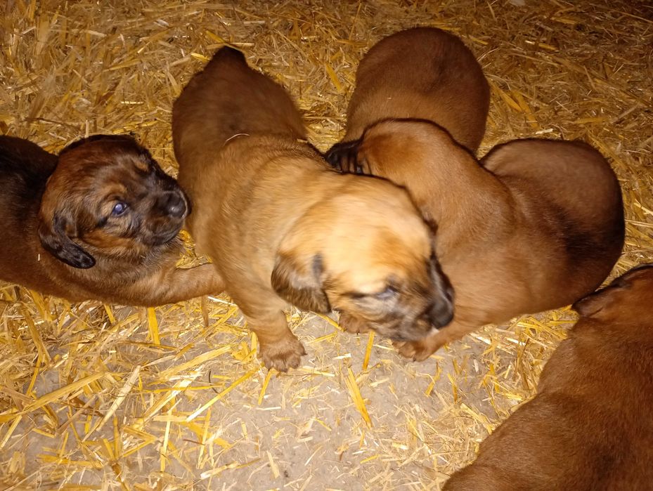 Oddam za darmo pieski