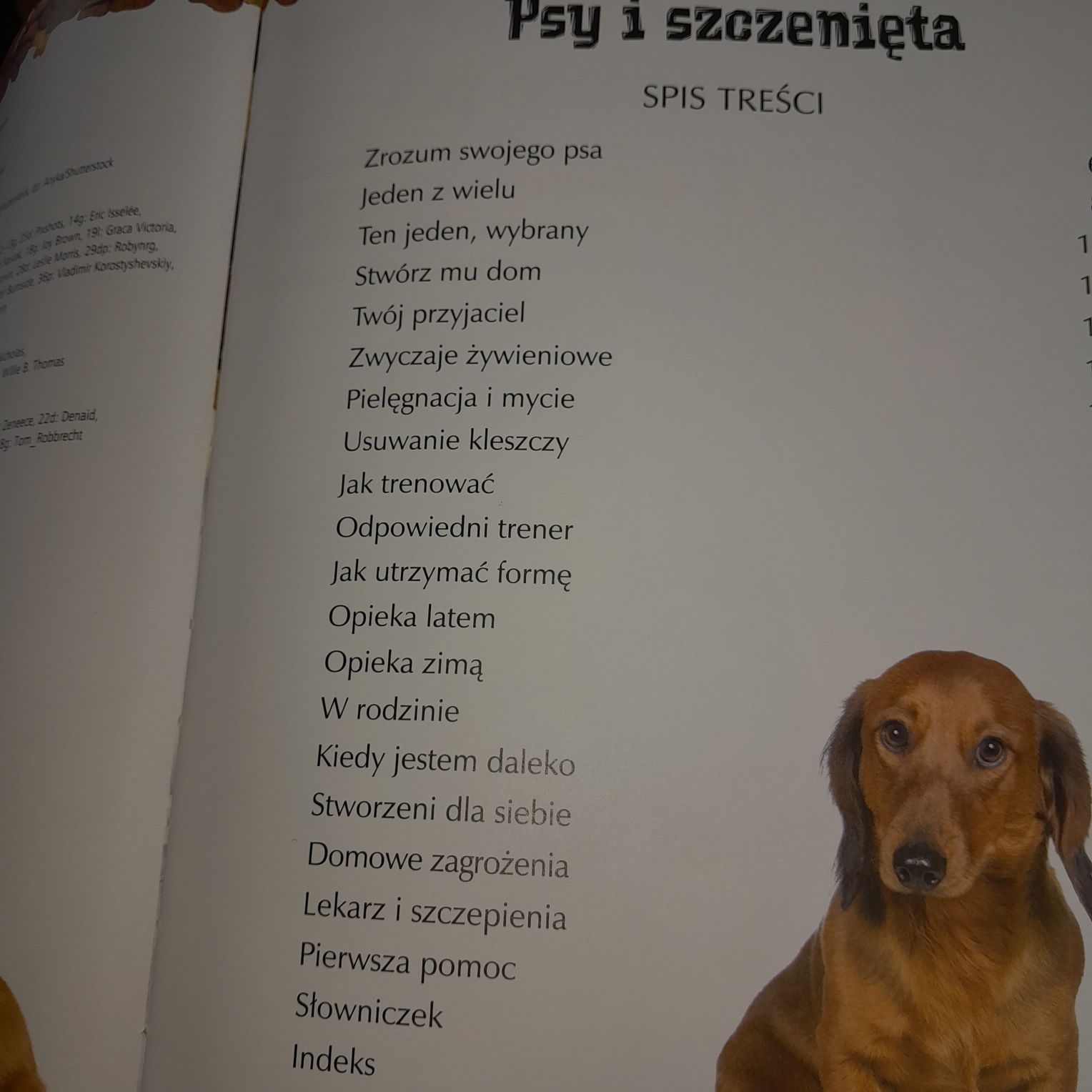 Książka Odkrywanie świata Psy i szczenięta wyd. Olesiejuk a4