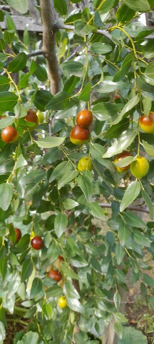 Зізіфус Вахш, Миндаль и кизил молодые 3-х летние саженцы