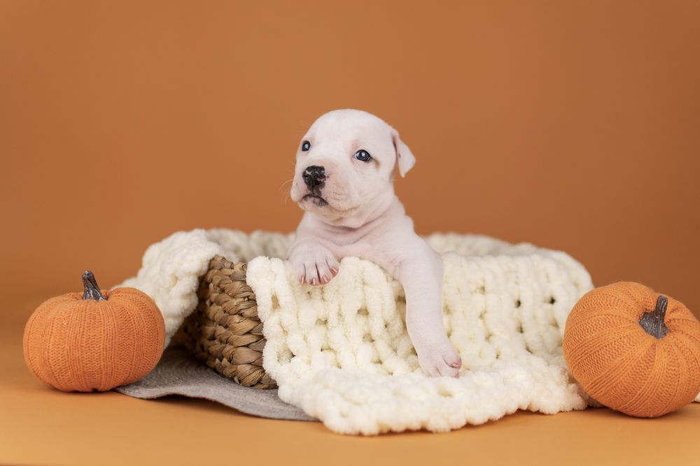 Розкішна дівчинка амстафф з офіційного розплідника