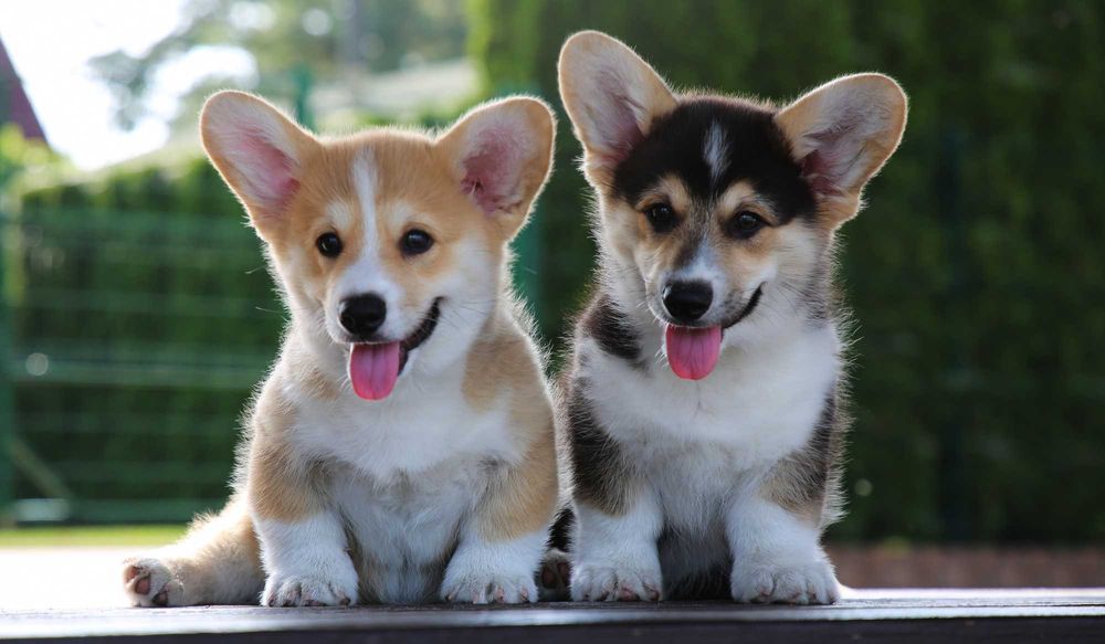 Вельш коргі пемброк.