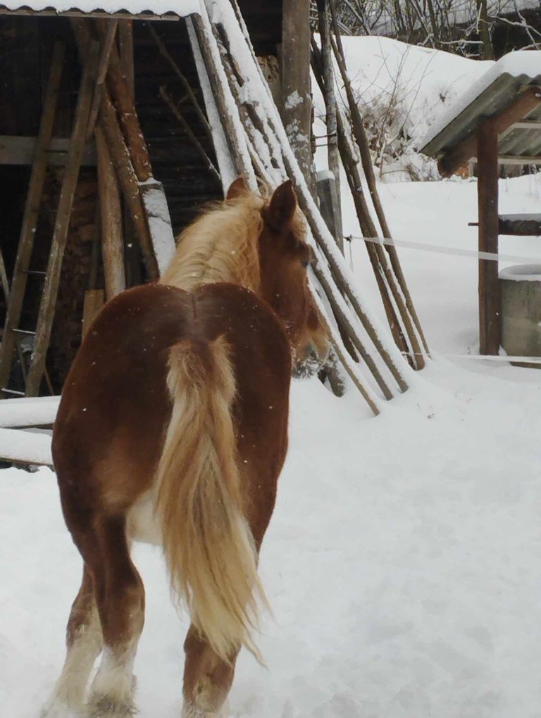 Źrebak zimno krwisty  z Obustronnym pochodzeniem do dalszej hodowli