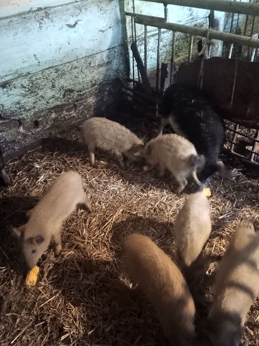 Поросята Угорська мангалиця