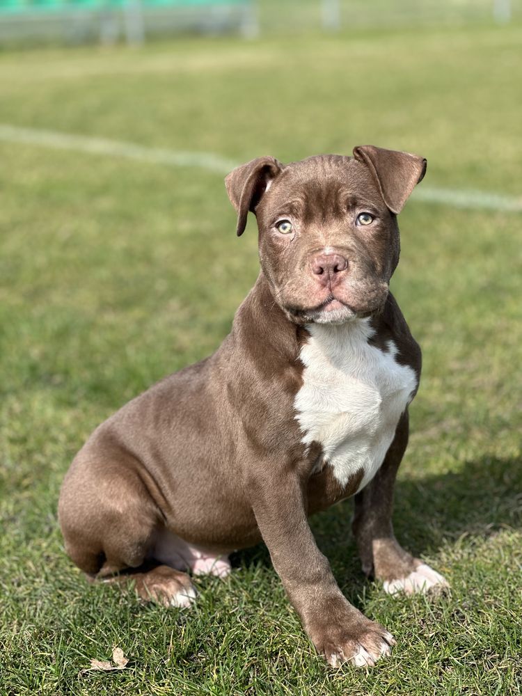 Piesek american bully xl