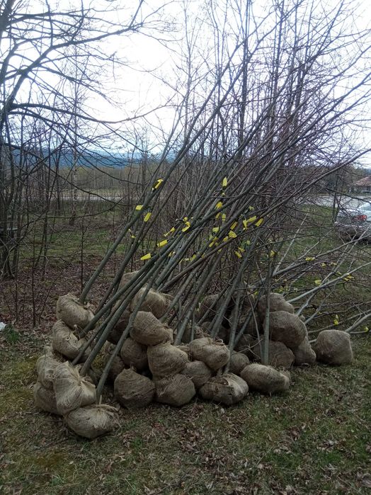 Lipa drobnolistna, klon jawor, jesion wyniosły,brzoza, grab pospolity