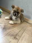 Akita inu szczeniak  rodowód