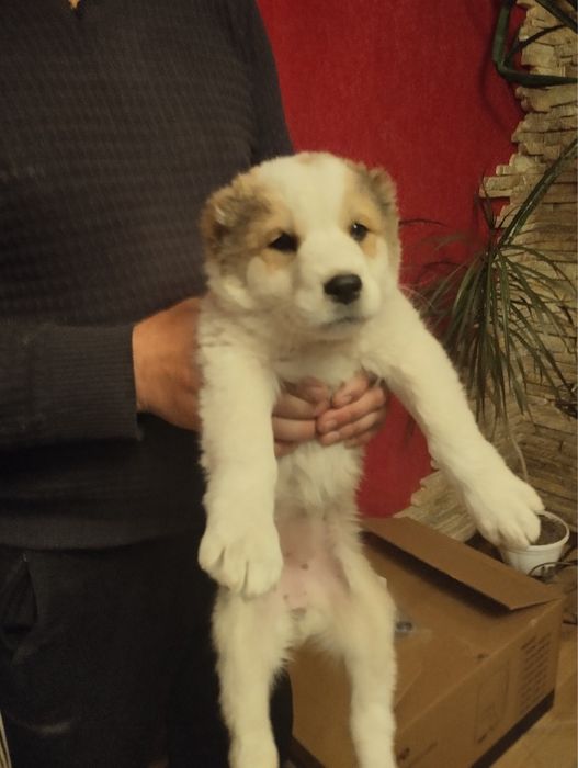 Продам цуценят Алабая в хороші руки