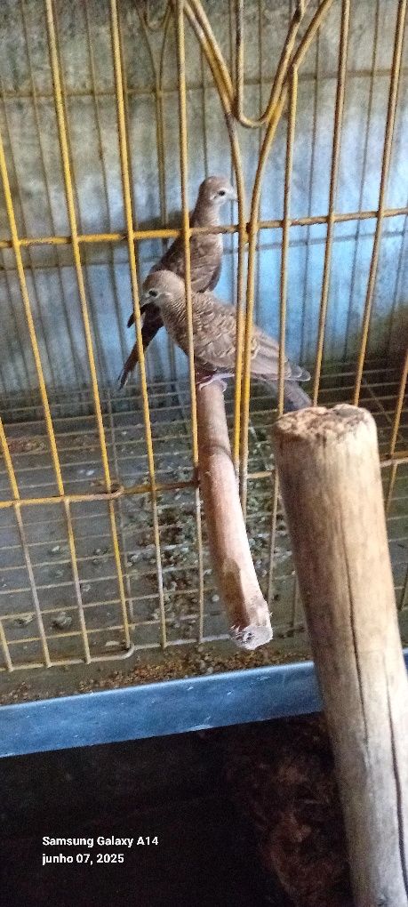 Aves nasidas em cativeiro