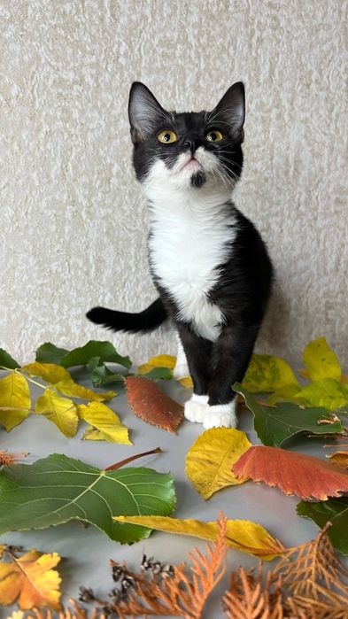 Отдам_ кошки_ котята_ мика
