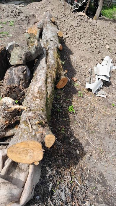 Дерево орех яблоня