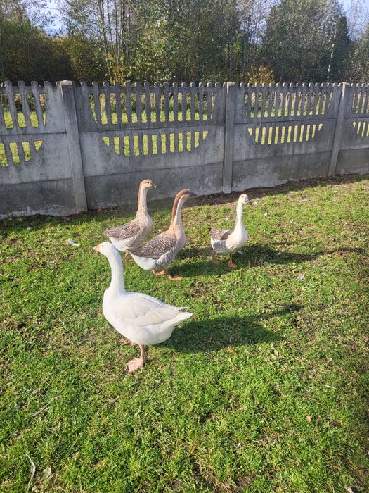 Gęsi,  Kaczki francuskie i bieguski żywe i tuszki