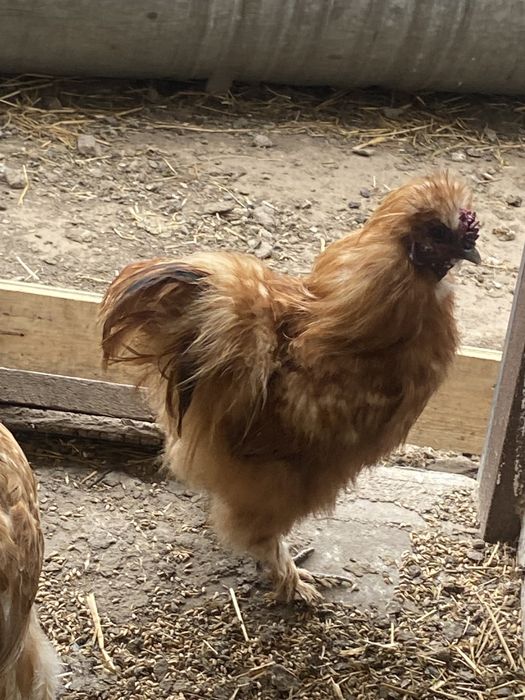 Koguty silki jedwabiste