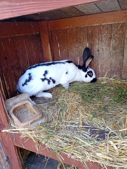 Sprzedam króliki samice, srokacze i nie tylko