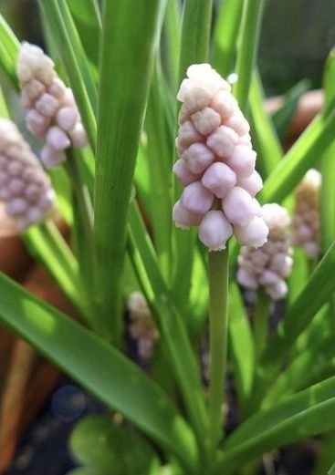 Мускарі рожевий 50шт