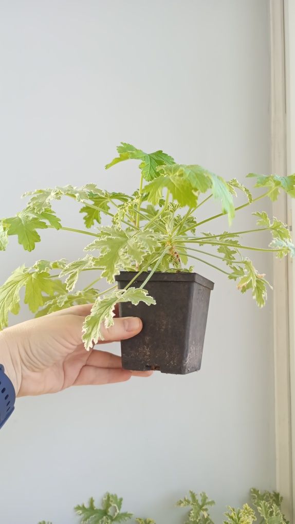 Anginka tradycyjna i variegata. Super zestawienie.