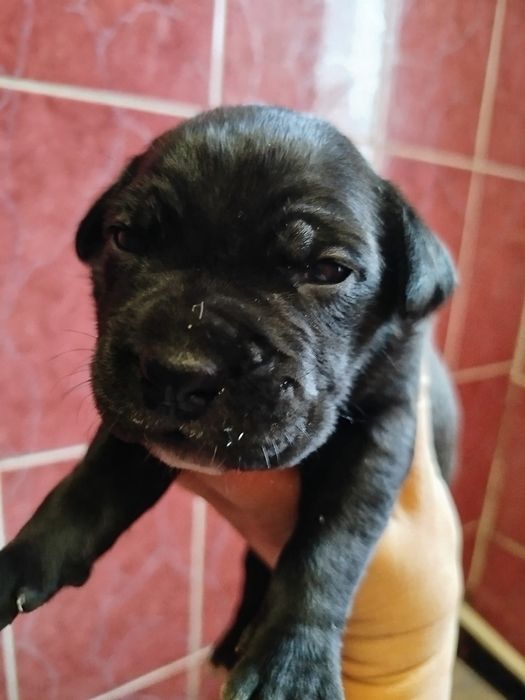 Бронювання Кане корсо