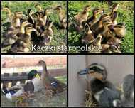 Kaczki staropolskie, mulardy kaczkogęsi, pekin, dworki