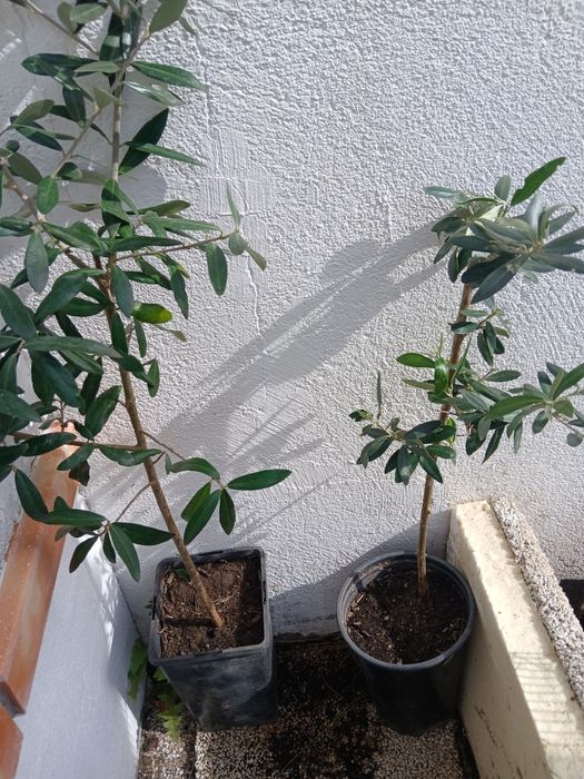 Oliveiras galegas, ja adubadas e prontas para por na terra.