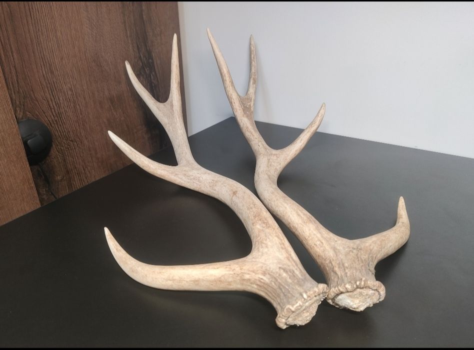 Para zrzutów jelenia SIKA poroże parostki myłkus