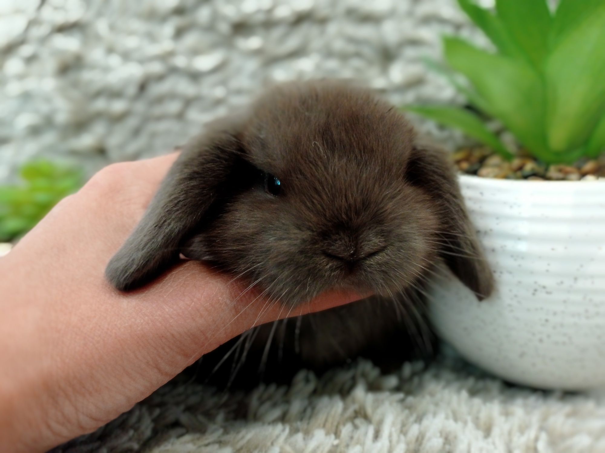 Króliczki mini lop, karzełeki, Teddy