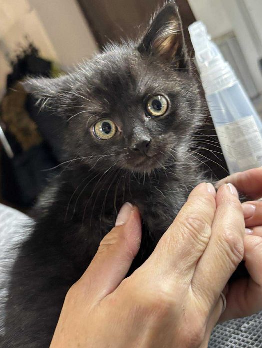 Przesłodki DŻEKUŚ szuka domu