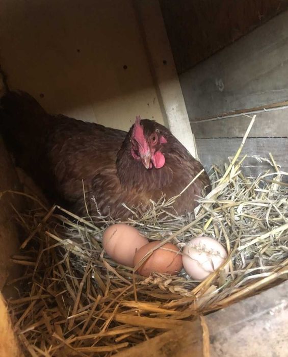 Jaja wiejskie jajka od szczęśliwych kurek ekologiczne zdrowe jaja