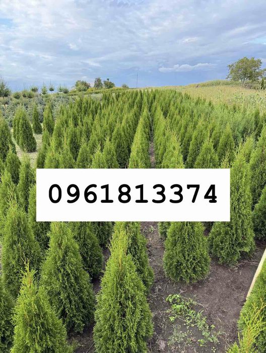 Продам тую Смарагд 1.2 м.