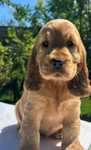 Cocker Spaniel szczeniak