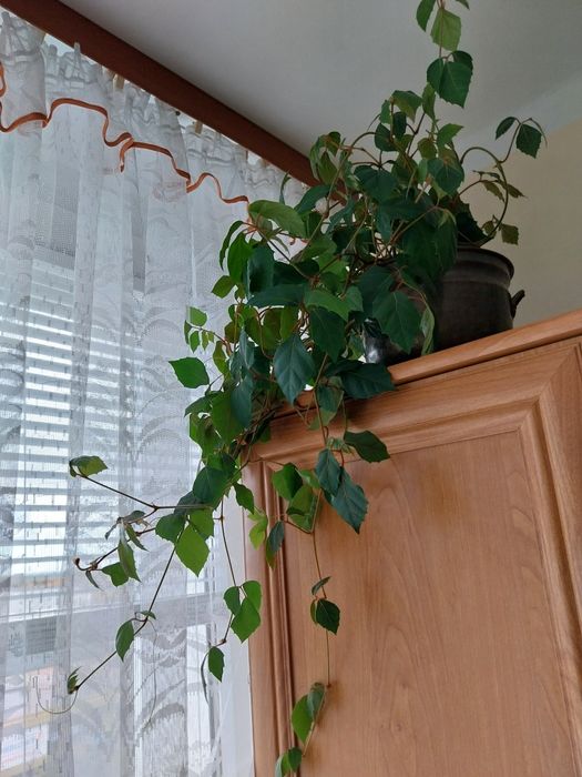 Geranium i zielistka .kaktus i olbrxymi bluszcz a Dworcowa