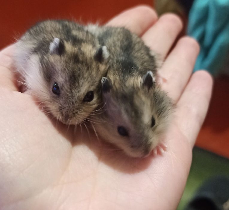 Джунгарские хомяки продам