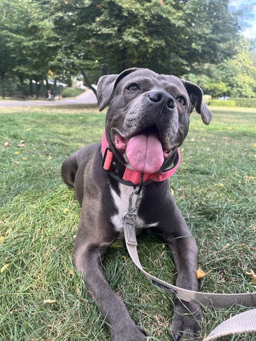 Petsitter - opieka dla psa