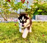 Szczeniak czarno-biały niebieskooki Siberian Husky rodowód ZKwP FCI