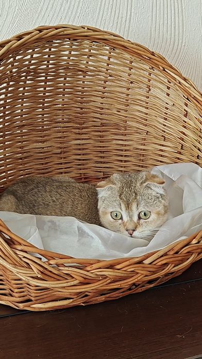 Вислоухая девочка от золотой шиншиллы