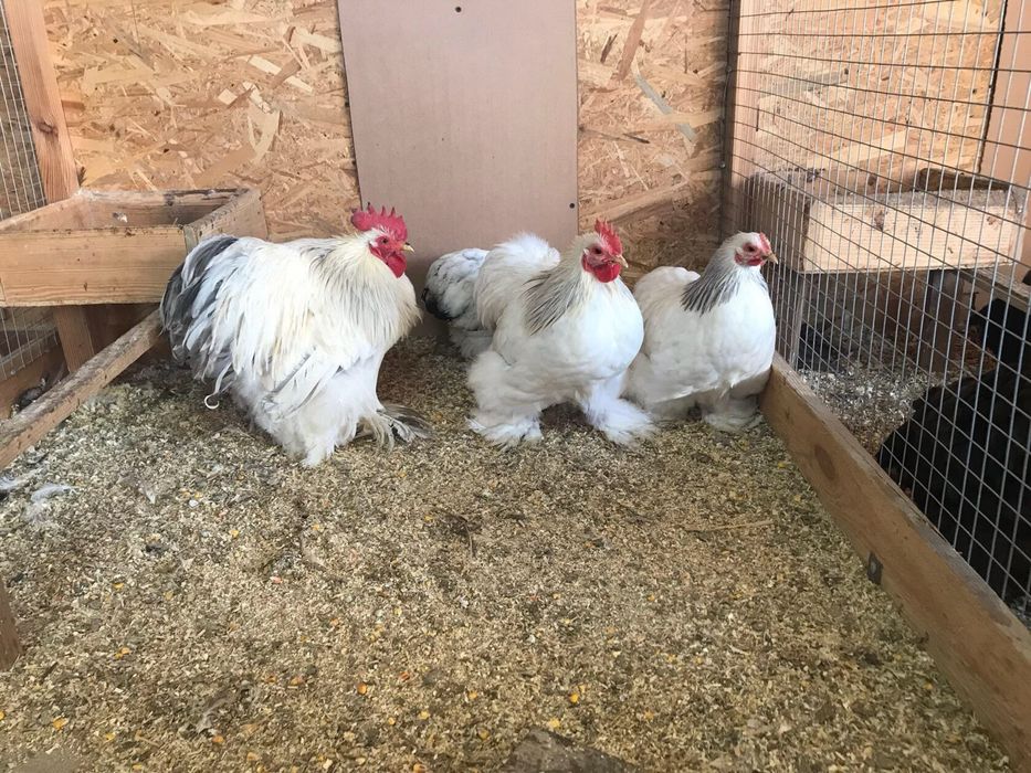 Продам яйце ікубаційне кох міні