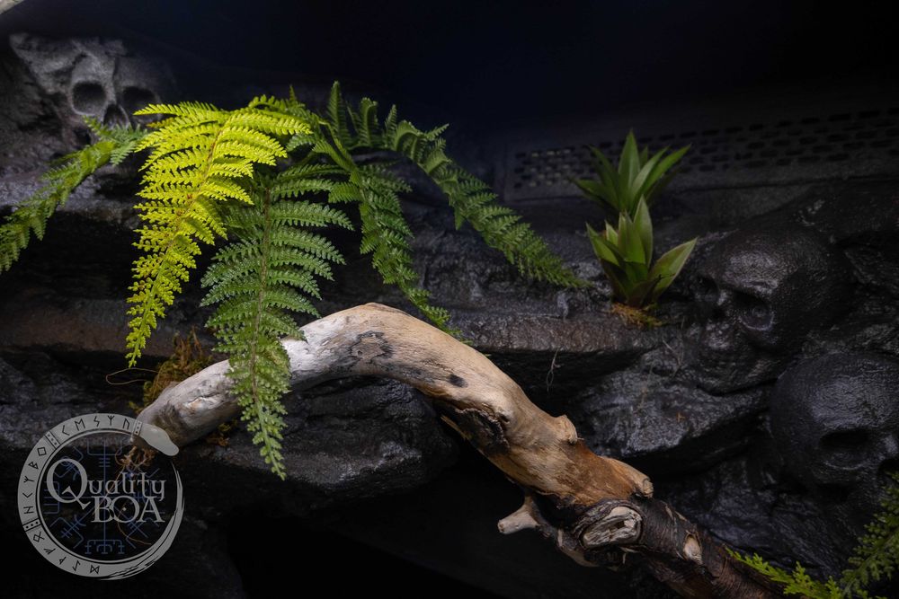 Terrarium dla węża 100x50x60