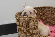 Bulldog frances creme  macho