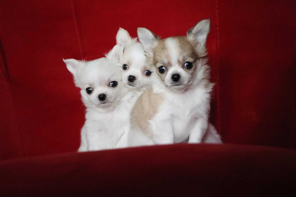 Prześliczna jasna sunia chihuahua długowłosa SARA FCI ZKwP