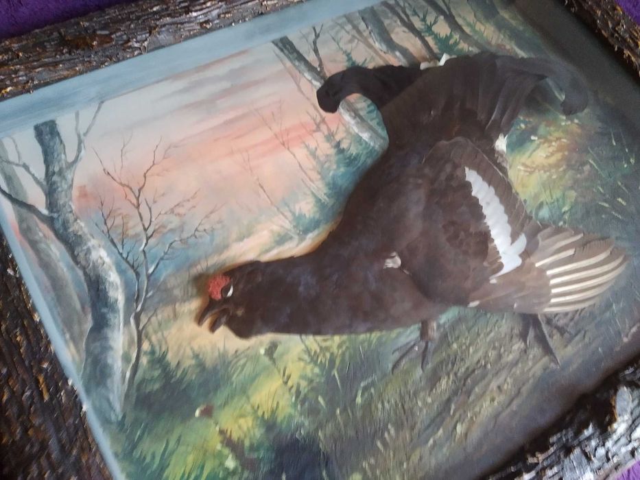 Ptasia diorama z cietrzewiem