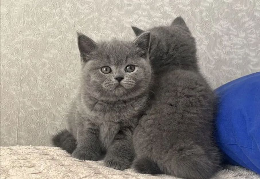 Контактные британские малыши!