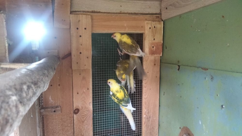 Sprzedam parę lęgową papug