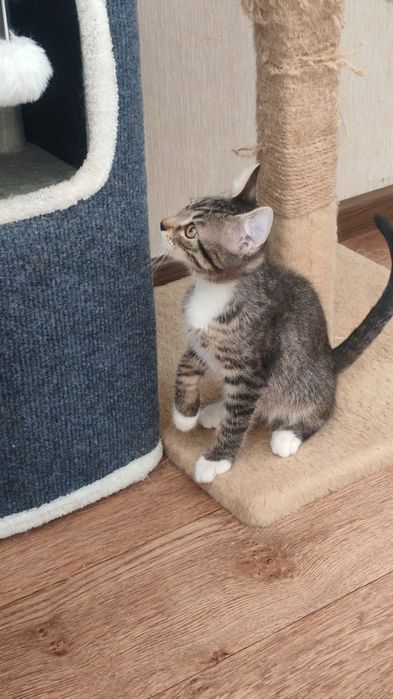 Отдам котенка мальчика