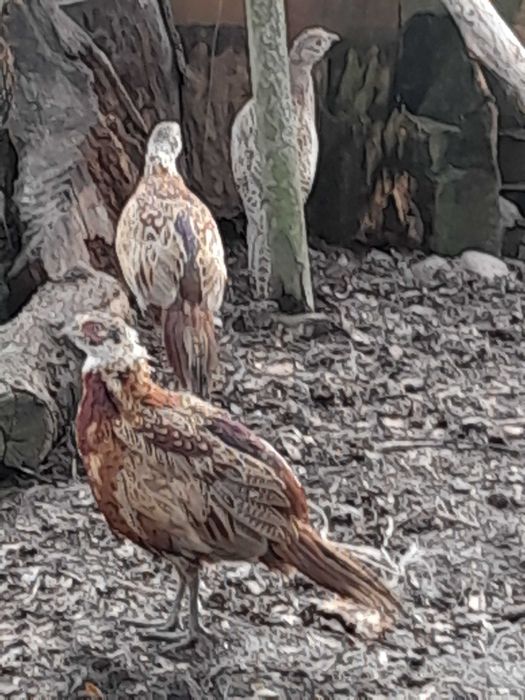 Bażanty łowne młode